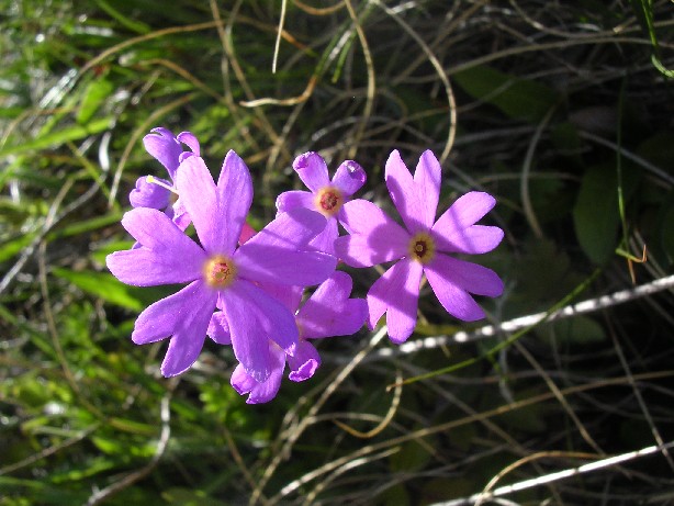 Primula halleri / Primula di Haller